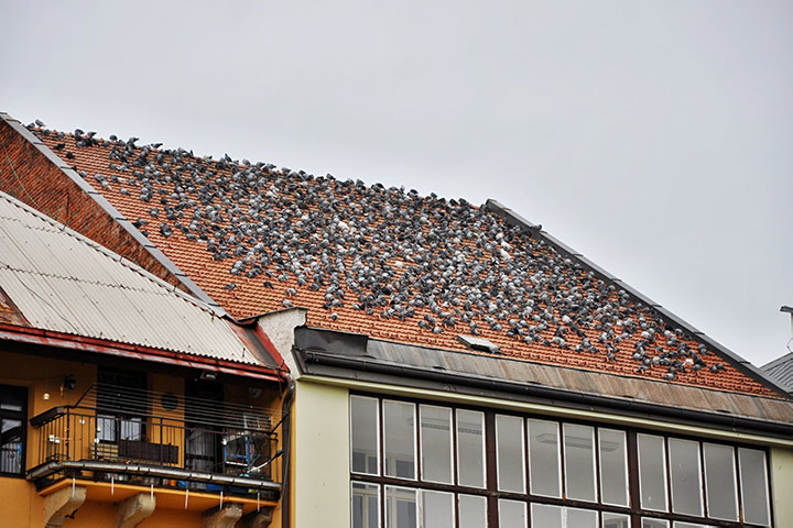 A2B Pest Control are able to install spikes to deter birds from roofs in Garforth. 