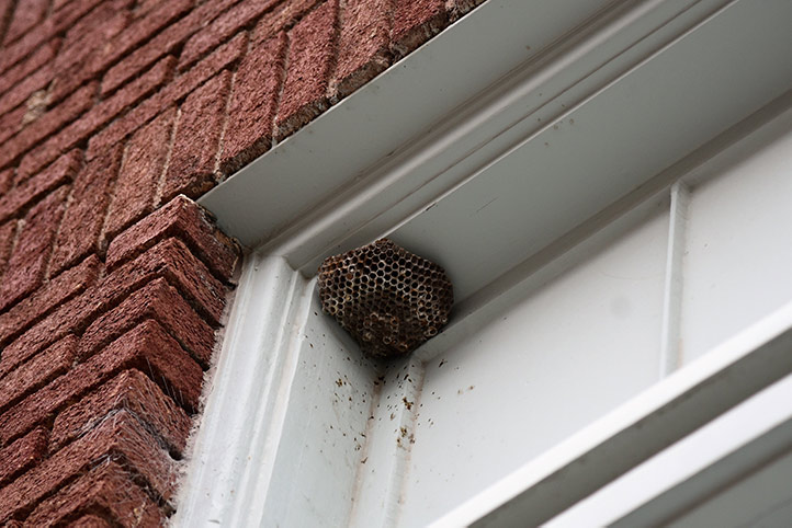 We provide a wasp nest removal service for domestic and commercial properties in Garforth.